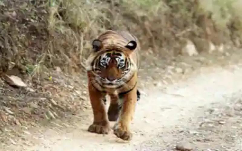 गांव में घुसा बाघ,ग्रामीणों में फैली दहशत, अलर्ट जारी खबरगली   Tiger enters village, panic spreads among villagers, alert issued cg news hindi  news cg big news latest news khabargali 