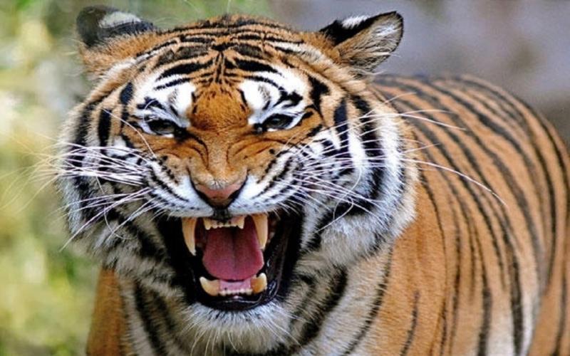 Tiger census will begin soon in Chhattisgarh forests, forest department officials busy in preparations latest News hindi news big News khabargali 