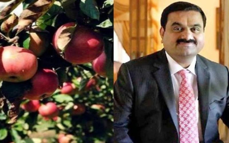 Adani's initiative benefits farmers, 12.5% ​​higher price offered, Adani Agri Fresh Limited has furthered its commitment towards the farmers of the state and has announced better rates for apple purchase this year as well, Khabargali