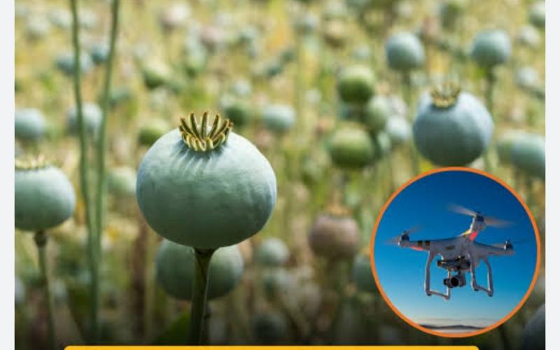 'Surgical Strike' via Drones: Administration Takes Major Action Against Opium Cultivation in Raigarh; Multiple Sites Destroyed Within 72 Hours. The 'Illicit Trade' of Opium Under the Guise of Vegetable Farming: Following Durg, Balrampur, and Tamnar, Opium Cultivation Racket Busted in Navin Ghatgaon and Mudagaon Lailunga, Chhattisgarh, Khabargali.