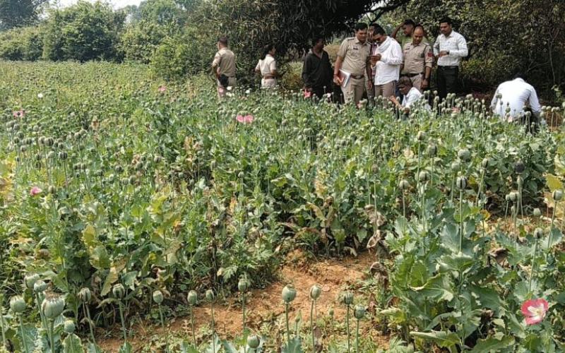  Opium cultivation busted, drug trade was going on under the guise of watermelon and cucumber. hindi news raigarh chhattisgarh khabargali 