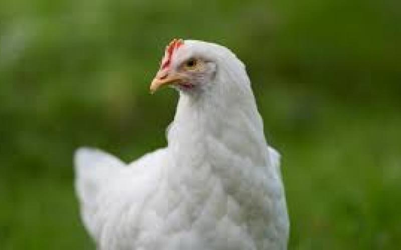 Bird flu confirmed in Bilaspur, alert issued in 10 km area, test report confirms infection bilaspur chhattisgarh hindi news latest news khabargali 