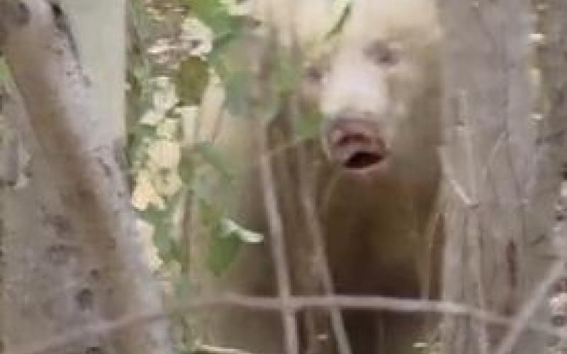 Rare white albino bear spotted in forest, villagers panic hindi NEws chhattisgarh khabargali 