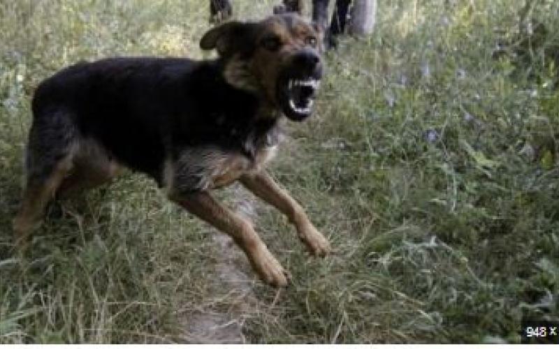  9-year-old girl dies after being attacked by stray dogs, area plunged into mourning rajasathan hindi news latest khabargali  