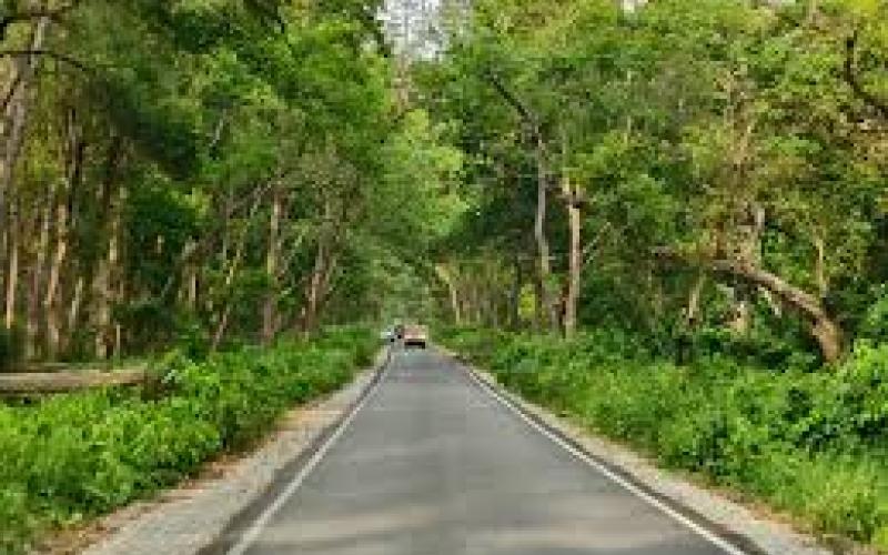 The forest will remain closed to tourists for three months starting today; entry will resume on October 2. raipur chhattisgarh hindi news khabargali 
