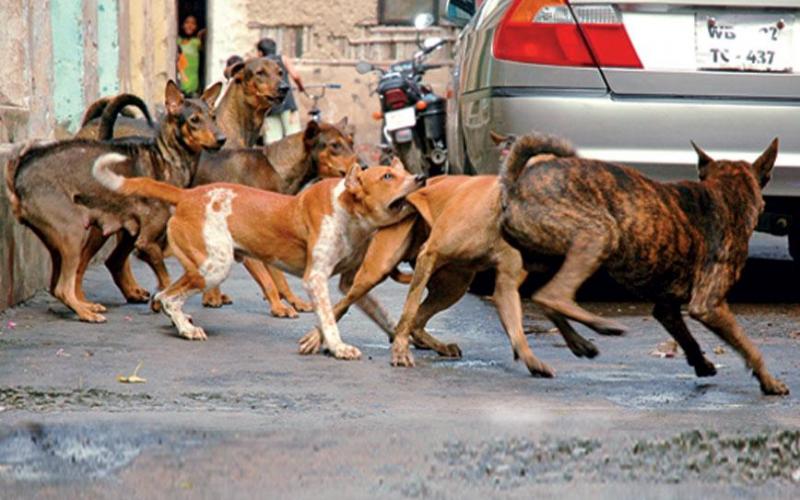 Child dies in stray dog attack in Korba; questions raised over safety measures; Municipal Corporation provides financial aid. Latest News hindi News khabargali 