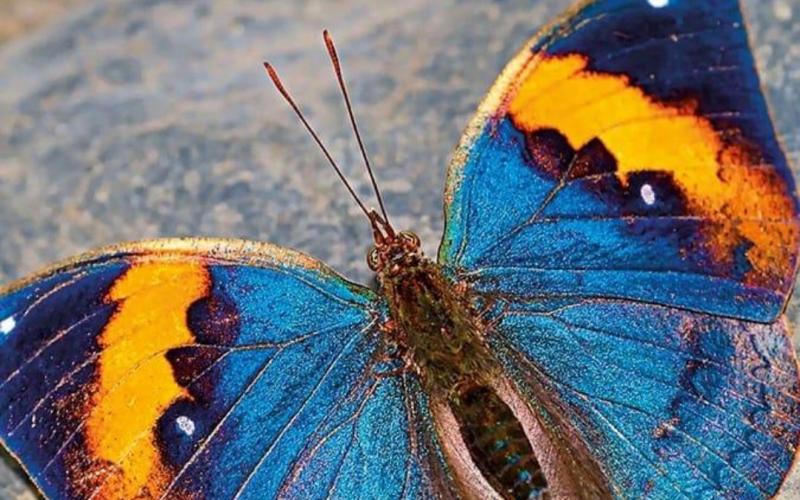 Chhattisgarh to get its first state butterfly; online voting via Google Form has begun to select the preferred butterfly. Latest news hindi news khabargali 