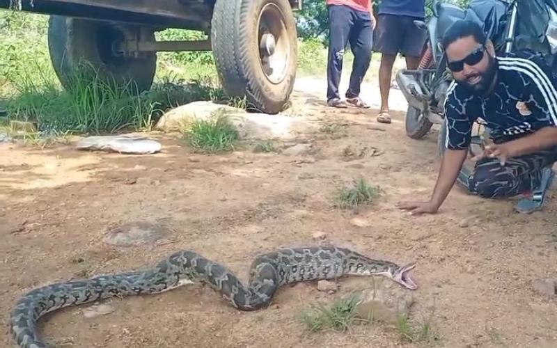  10-foot python enters poultry coop, devours 8 chickens; chaos ensues. Hindi news latest news kanker news khabargali 