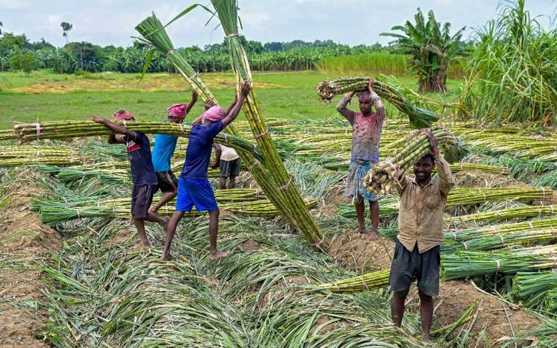 Increase in sugarcane bonus 14,961 farmers supplying to the Bhoramdeo factory will receive a bonus of  24.55 crore 
