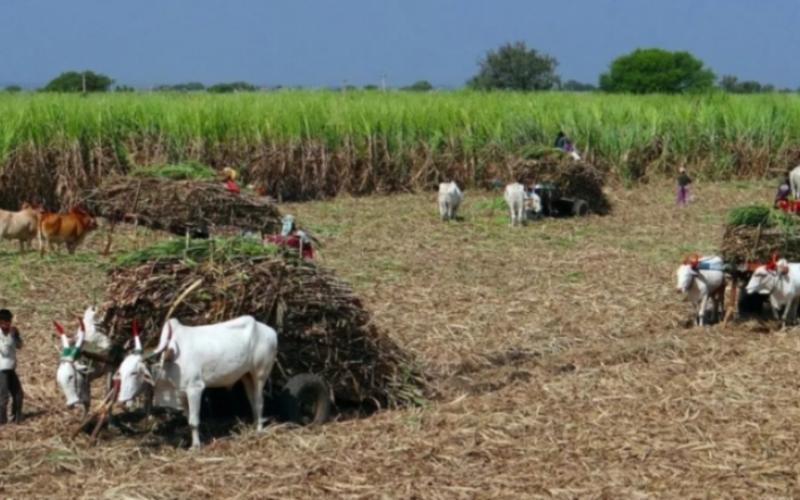 Major boon for sugarcane farmers in Chhattisgar price raised by 70 to 425 per quintal latest news hindi news khabargali 