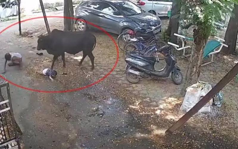 Rampage by a stray bull in Raipur: 15 people attacked; an elderly person and a child were lifted up and slammed to the ground. raipur chhattisgarh hindi news cg latest news khabargali 