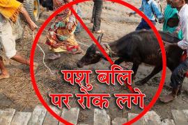 pashu bali, animal sacrifice