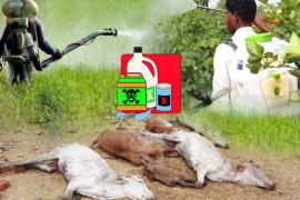 cow death