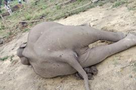 Elephant death, chhattisgarh, khabargali