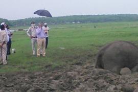 Elephant death, chhattisgarh, khabargali