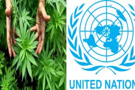 Cannabis, Shivanagari, drugs, research, UNO, World Health Organization, narcotics, cancer, khabargali