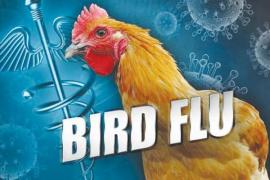 Global Pandemic Corona, Bird Flu, Chhattisgarh, Balod, Daundi, Chickens Death, Crows, Poultry Farm, Investigation Sample, Raipur, Khabargali