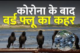 Global epidemic corona virus, avian influenza, bird flu, Minister of State for Animal Husbandry Sanjeev Balyan, Ministry of Forest and Environment, Chickens, Haryana, Himachal Pradesh, Madhya Pradesh, Kerala, Chhattisgarh, Duck, Animal Husbandry Minister Giriraj Singh, Egg, Meat, Chicken,  News