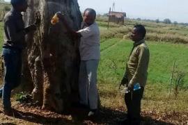 Removing water from tree trunk, Kawardha, Threat, Kauha, Xylem, Andhrashrada Nirmulan Samiti Chairman Dr. Dinesh Mishra, Khabargali