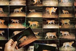 International Tiger Day, Conservation of Tigers, Hunting, Court Trial, Evidence, Forensic Science, National Level Webinar, Wildlife Crime Control Bureau, Raipur, Abhijit Roy Chowdhury, Advocate Yashprada Joglekar, Rahi Thakur, Abhijit Roy Choudhury, Tiger Cell, Scientist Ayan Sadhu  , Forensic and Health, Jabalpur, Dr.  NS.  Srivastava, Forensic Science Education Society, Dr. Sunanda Dhenge, Dr. Priya Rao, Khabargali