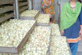 Sericulture Department, Dantewada, Vananchal, Silk Center Chitalanka, Kosafal, Mulberry Sericulture, Cocoon Bank, Chhattisgarh, Khabargali