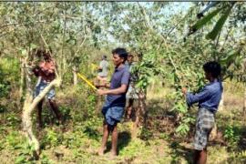 Success story, Kosa deworming, Gate of prosperity, Silk department, Kosa deworming scheme, Raigarh, Barmkela development block, Village Torna, Kosa production self-help group Torna Kosa deworming, Village Industries Minister Guru Rudrakumar, Dr. Rajesh Baghel, Chhattisgarh, Khabargali