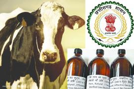 Hareli Tihar, Gauthan will start the purchase of cow urine, income of livestock farmers and promotion of organic farming, Jeevamrut, pest control products, Chhattisgarh, Chief Minister Bhupesh Baghel, Khabargali