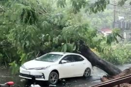 Rajdhani, Raipur, Shankar Nagar main road, Bharat Mata Chowk, thunderstorm, giant tree fell on top of the car, Khabargali