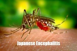 Rain, Japanese Encephalitis, Beware, Culex Mosquito, Dengue, Malaria, Chikungunya, Khabargali