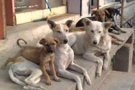 civilized society cruelty to stray dogs and abomination cats mumbai high court ,A division bench of Justice GS Kulkarni and Justice RN Laddha, Prevention of Cruelty to Animals Act, Animal Birth Control Rules, 2023, khabargali