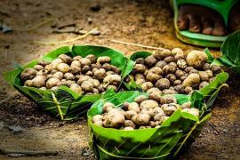 The most expensive vegetable of Chhattisgarh, Boda, Bastar, is rich in fiber, selenium, protein, potassium, vitamin D and has anti-bacterial properties, tribal, botanical name Shorea robusta, News,khabargali