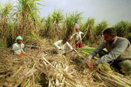 There was huge damage to crops along with fruits and vegetables due to rain and hailstorm, Meteorological Department alerted about rain in Chhattisgarh, affected farmers will get compensation under RBC 6-4, CM Sai, team of agriculture and revenue department officials.  Will do survey,  Financial grant assistance will be provided for loss of life, house damage, animal loss and crop loss due to natural disaster, Chhattisgarh, Khabargali.