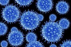 Swine flu continues to wreak havoc in the state, 6 people died in 15 days...  cg news latestnews khabargali 