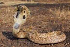 Two brothers were bitten by a snake, one died on the way and the other in the hospital.  cg news hindi news cg big news latest news khabargali 