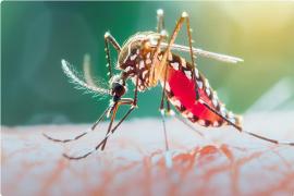  ठंड के साथ डेंगू का कहर जारी,  20 मरीज की हुई पुष्टि, 3 की मौत खबरगली  Dengue havoc continues with cold, 20 patients confirmed, 3 dead cg news hindi news cg big news latest news cg hindi news khabargali 