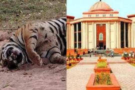 बाघ की मौत पर हाईकोर्ट ने जताई नाराजगी, 10 दिन में जवाब देने के दिए निर्देश खबरगली  High Court expressed displeasure over the death of the tiger, gave instructions to reply within 10 days cg news hindi news cg latest news khabargali 