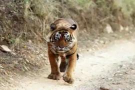 गांव में घुसा बाघ,ग्रामीणों में फैली दहशत, अलर्ट जारी खबरगली   Tiger enters village, panic spreads among villagers, alert issued cg news hindi  news cg big news latest news khabargali 
