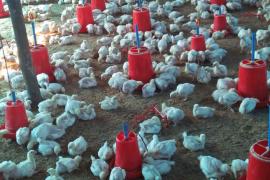Chicken sale will not be allowed for three months, collector has imposed a ban