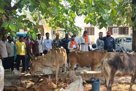 Police action on cow smuggling, 8 cows recovered from pickup vehicle, two accused arrested, Raipur, Chhattisgarh, Khabargali