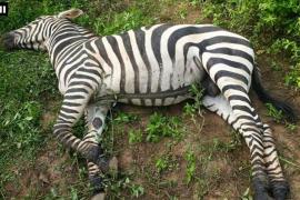 Zebra dies due to snake bite in Nandanvan Jungle Safari, it was recently brought from Ambani's zoo latest news hindi News cg big news khabargali 