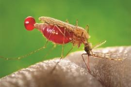 Malaria wreaks havoc in Chhattisgarh, 1265 patients found in 20 days Chhattisgarh news hindi big news latest news khabargali 