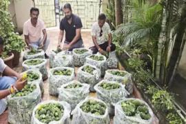 Unique initiative on Teej festival, councilor Akash Tiwari gifted bitter gourd to 1200 women Chhattisgarh news hindi News Big News latest khabargali 