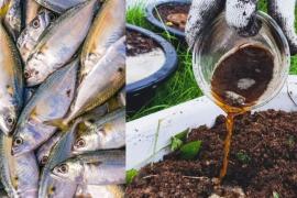 Modi government approves making fertilizer from fish, meat, bones and non-vegetarian waste; now Indians will eat potatoes, tomatoes and cabbage from non-vegetarian fertilizer; Jain Samvedana Trust writes letter to Prime Minister and Agriculture Minister - Huge anger among Hindu and Jain community as well as millions of vegetarian people, Khabargali