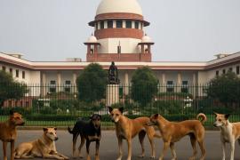 Supreme Court directs to prevent entry of stray dogs into schools, bus stands and hospitals big news latest News khabargali 