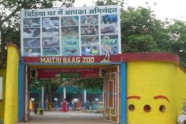 White tigress Jaya dies in Bhilai Maitri Bagh, forest department officials confirm hindi News latest news khabargali 