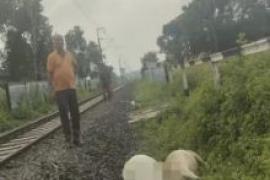 कोरिया में ट्रेन से कटकर 15 गौवंशों की मौत, मौके पर पहुंचे पुलिस-प्रशासन के अधिकारी खबरगली 15 cattle killed after being hit by a train in Korea; police and administration officials arrived at the scene. koriya news hindi news latest news khabargali 