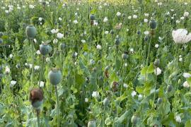 Opium cultivation caught in BJP leader's field, suspended from party bhilai News hindi news khabargali 