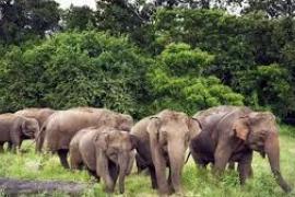 Elephants wreak havoc in Jharkhand, trampling three people to death hindi news latest news khabargali 