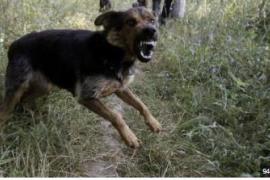  9-year-old girl dies after being attacked by stray dogs, area plunged into mourning rajasathan hindi news latest khabargali  