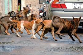 Child dies in stray dog attack in Korba; questions raised over safety measures; Municipal Corporation provides financial aid. Latest News hindi News khabargali 